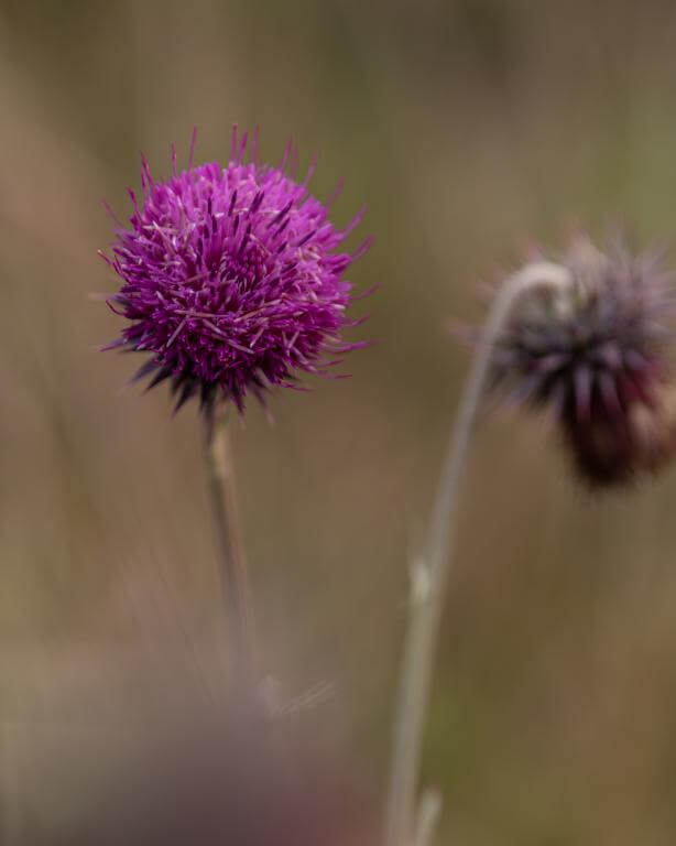  TTArtisan AF 56mm f/1,8 för Sony E (APS-C)