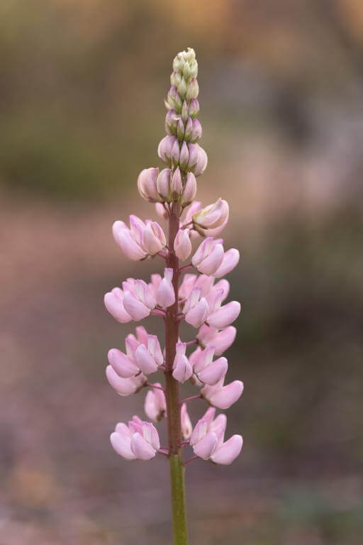  TTArtisan AF 56mm f/1,8 för Sony E (APS-C)