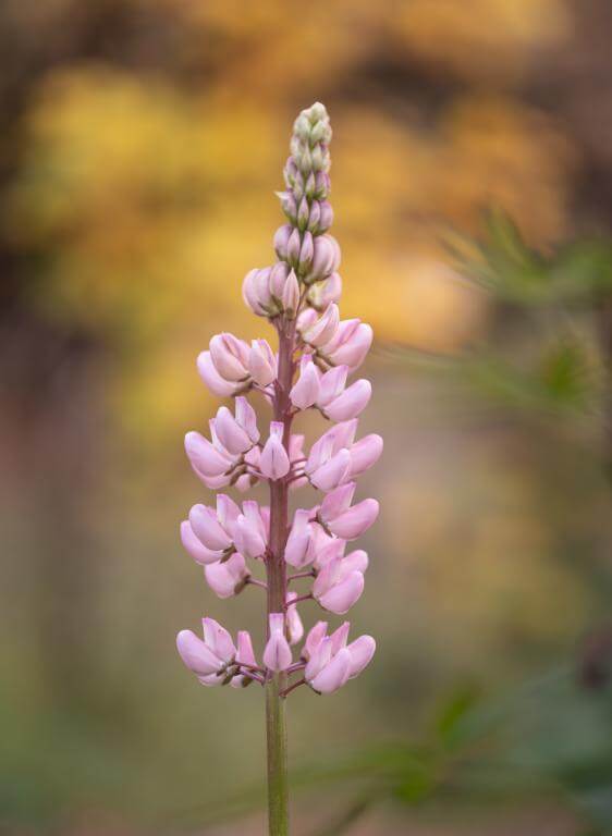  TTArtisan AF 56mm f/1,8 för Sony E (APS-C)