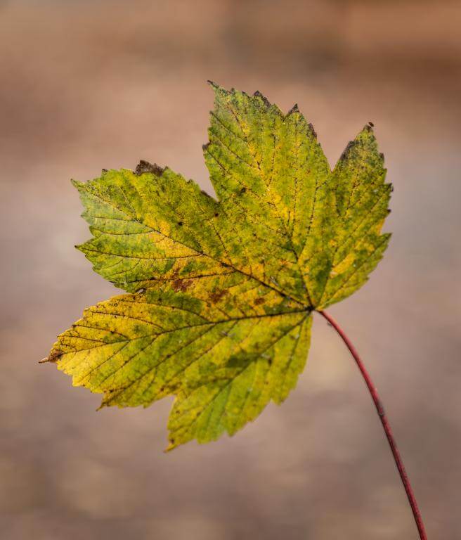  TTArtisan AF 56mm f/1,8 för Sony E (APS-C)