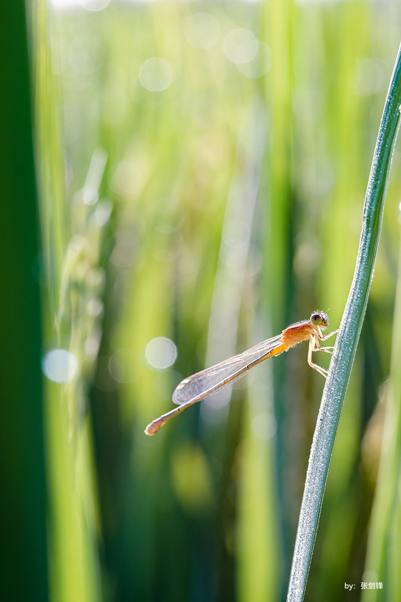  TTArtisan 40mm f/2,8 Makro för Sony E (APS-C)