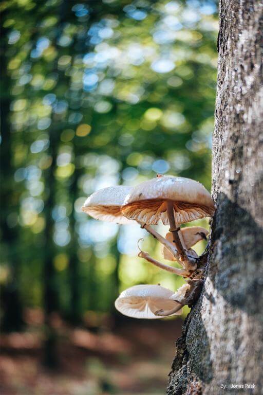  TTArtisan AF 27mm f/2,8 för Sony E (APS-C)